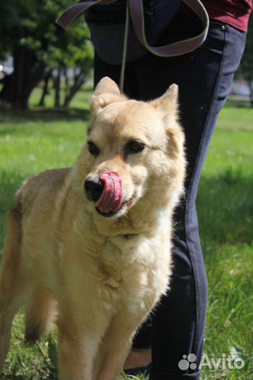 Собака в добрые руки отдам бесплатно
