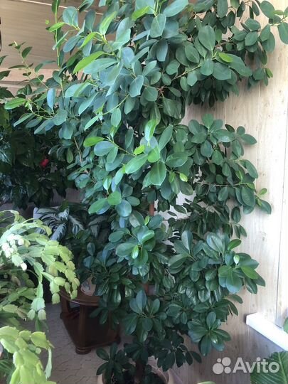 Фикус микрокарпа