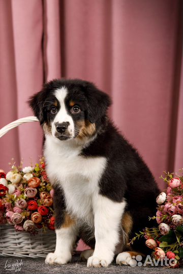 Щенок миниатюрной американской овчарки