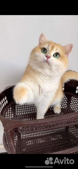 Британский кот золотая шиншилла ny 12