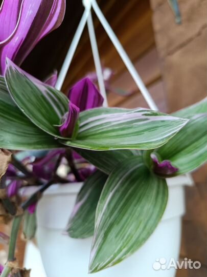 Трагесканции