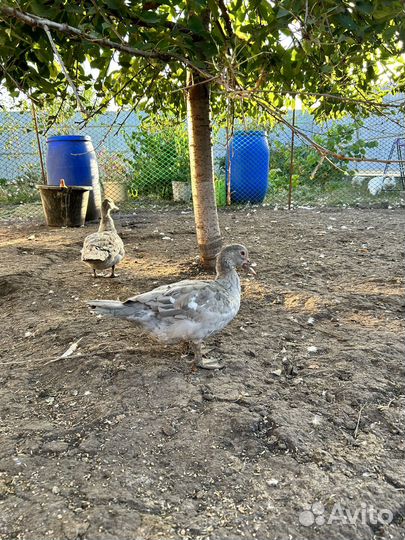 Мускусные утки тяжелые линии,куры