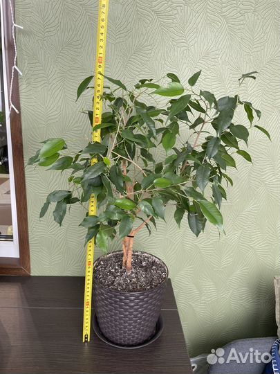 Фикус Бенджамина