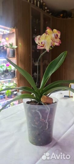 Орхидея фаленопсис Папагайо (Papagayo)
