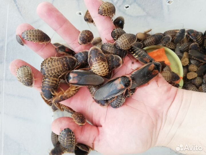 Аргентинский таракан