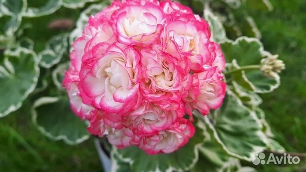 Пеларгонии сортовые