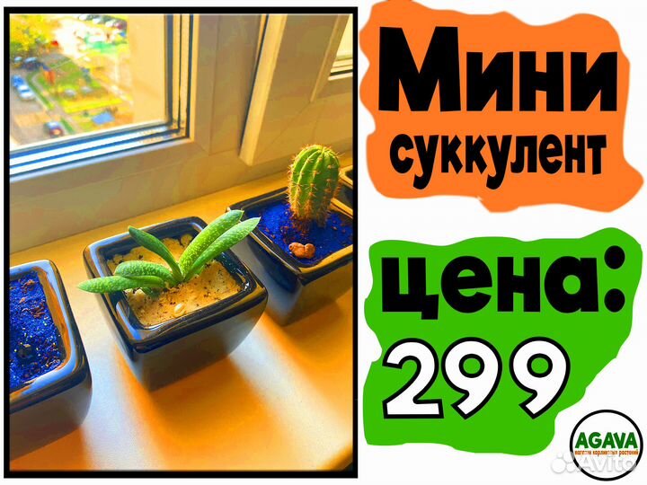 Суккуленты и кактусы в горшочках