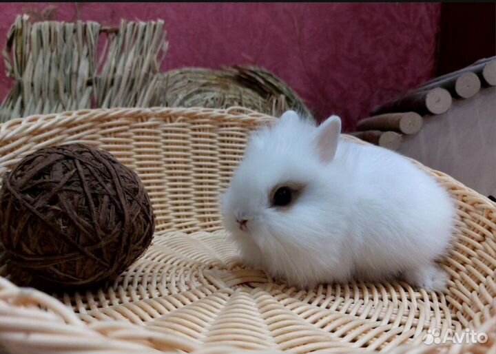 Декоративные кролики