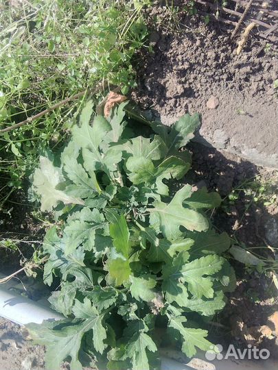 Хризантема,мультифлора