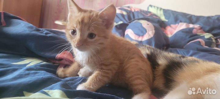 Рыжий котенок мальчик