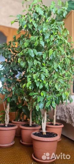 Фикус Бенджамина разных сортов