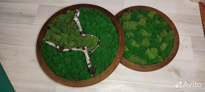 Фито картина мох