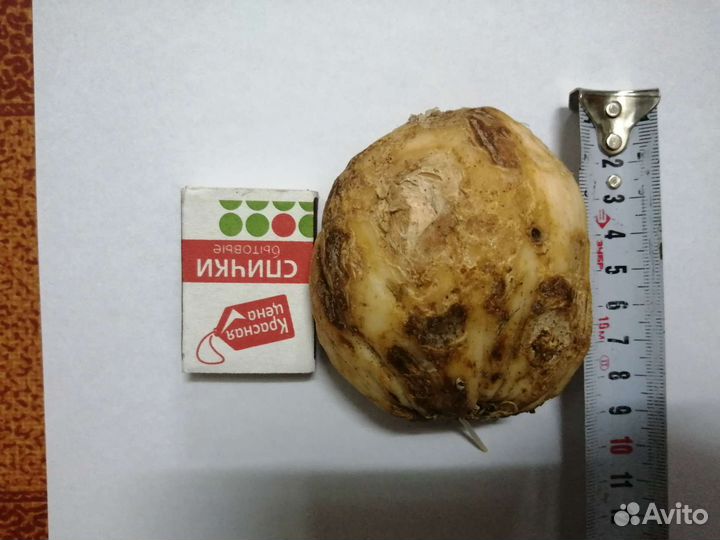 Рябчик императорский желтый 