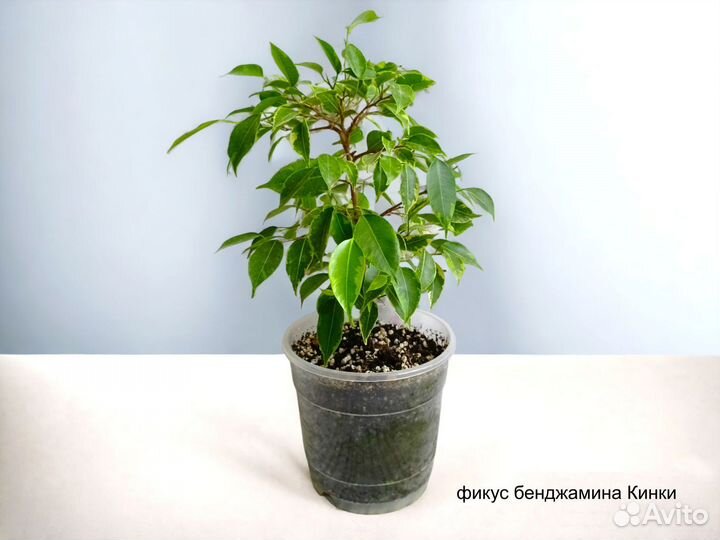 Фикусы сортовые