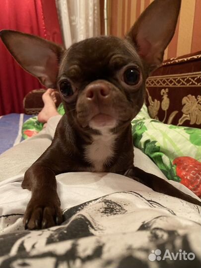 Вязка кобель чихуахуа