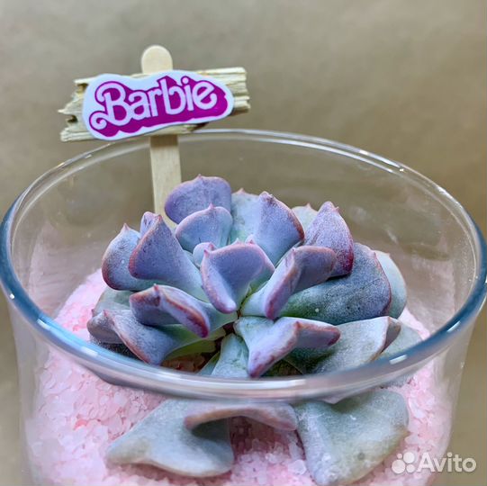 Флорариум суккуленты