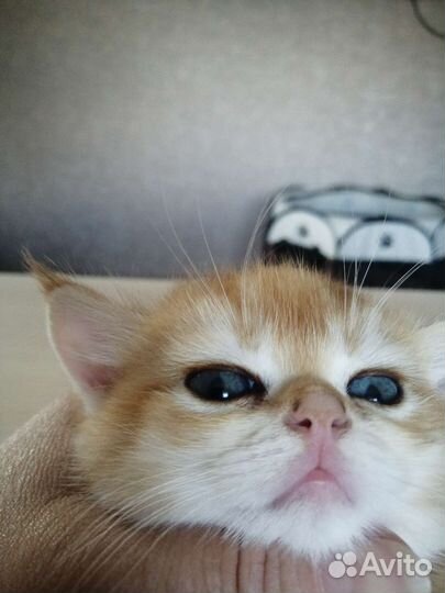 Котенок золотая шишилла