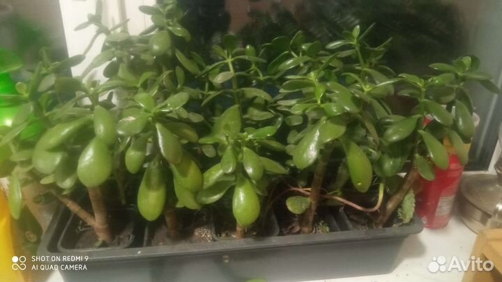 Денежное дерево, кактусы эхинопсис, лимон