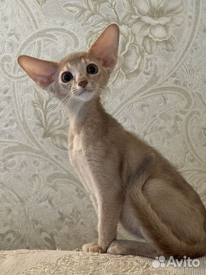 Абиссинская