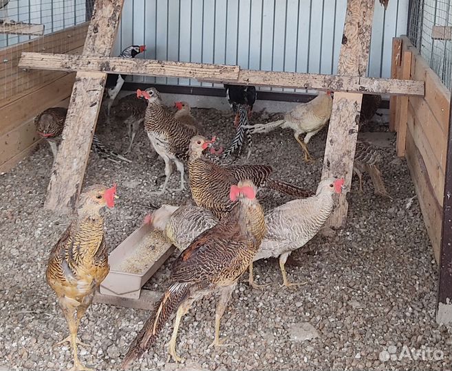 Фазаны (Золотые, Лимонные)