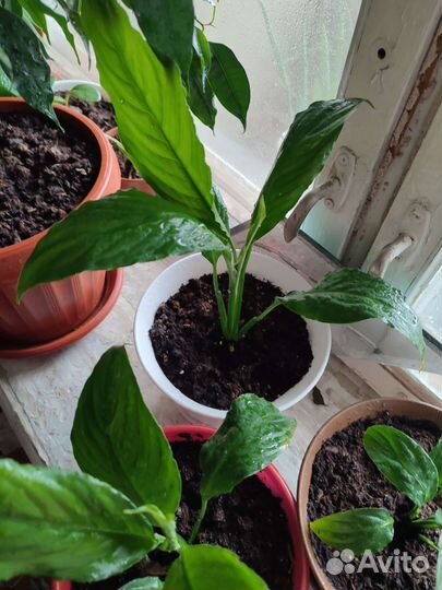 Комнатные растения