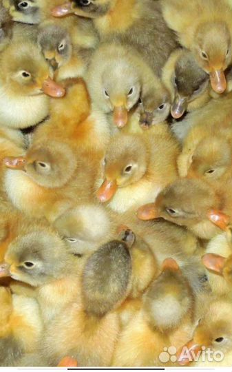 Цыплята бройлеры, утята,муларды