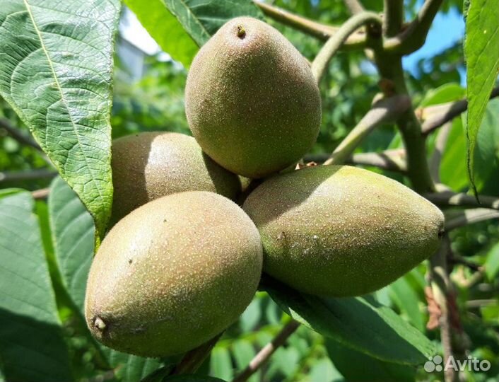 Саженцы ореха сердцевидного, съедобный, вкусный