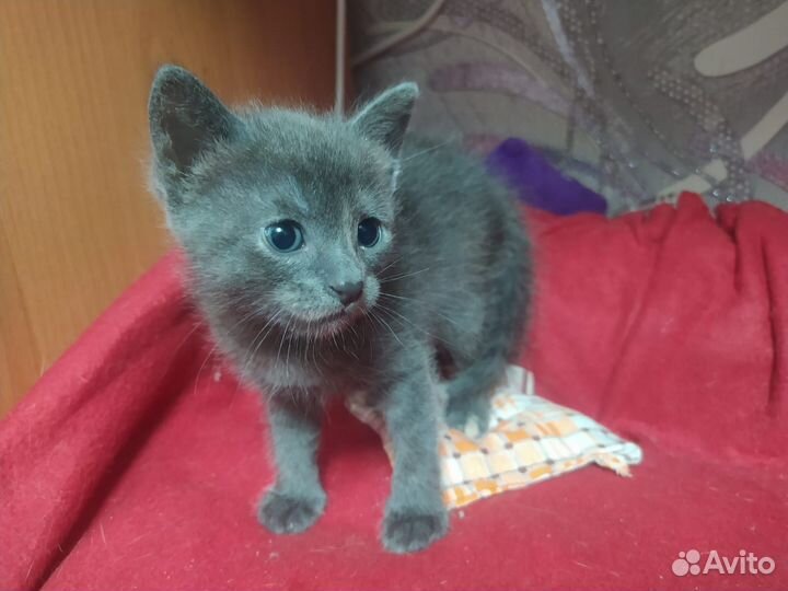 Котенок девочка