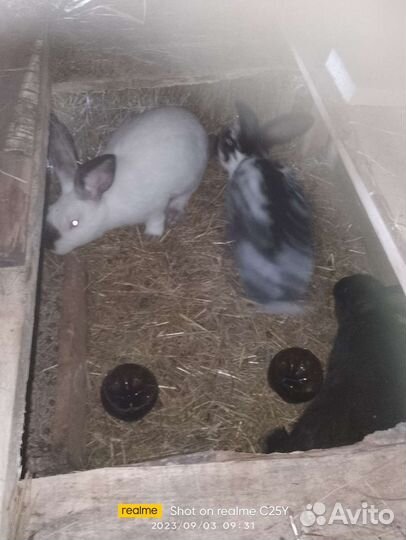 Продам кроликов