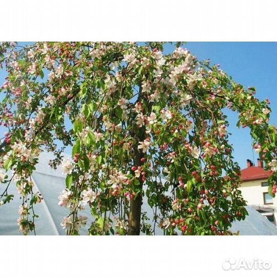Яблоня декоративная Ред джет