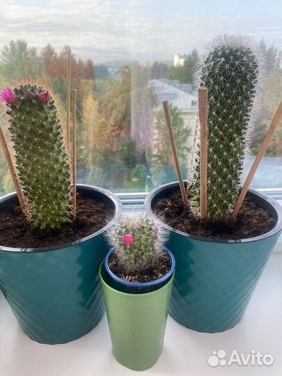 Кактус в горшке