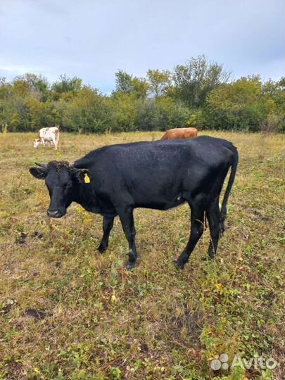Коровы бычки