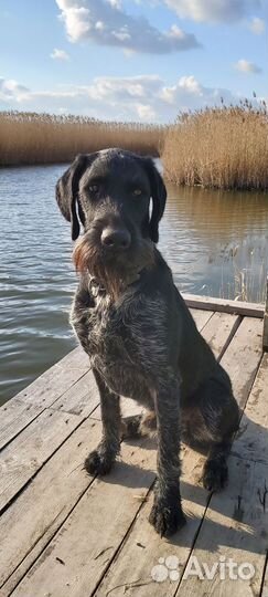 Кобель дратхаара для вязки