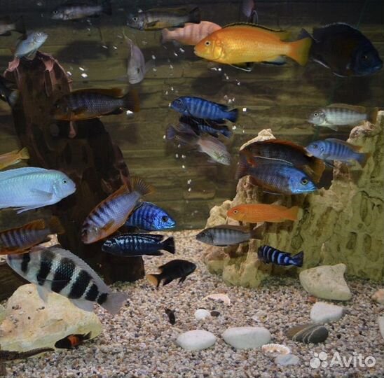 Рыбы