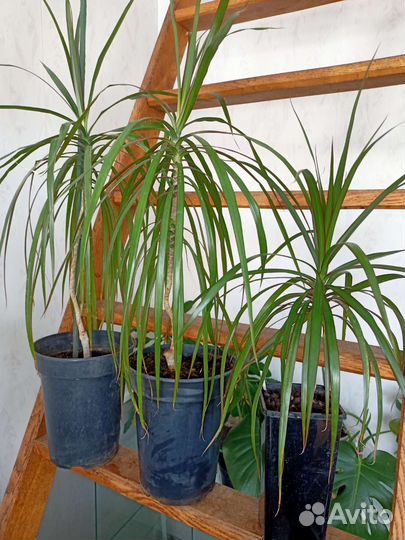 Цветок пальма драцена