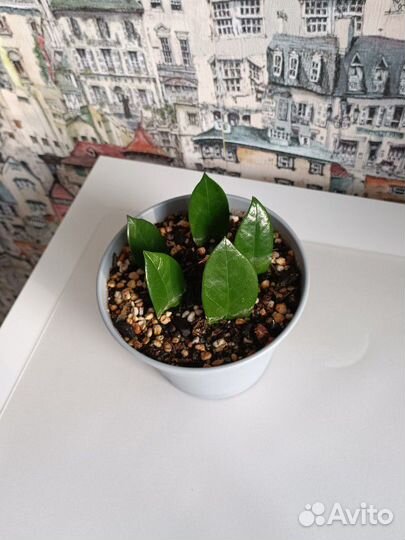 Замиокулькас