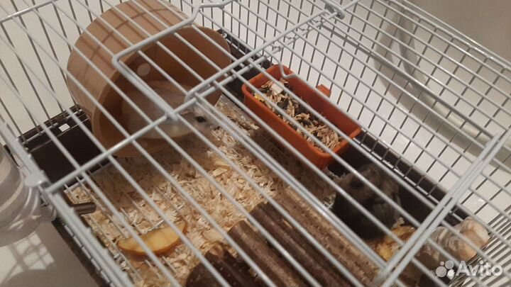Хомяки с клеткой