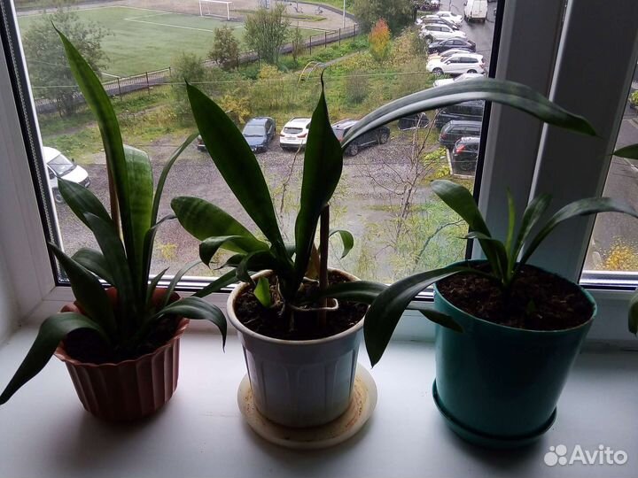 Щучий хвост