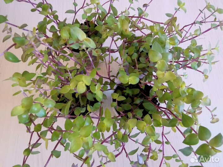 Каллизия Розовая Пантера, Бьянка,Голд, Элеганс, др