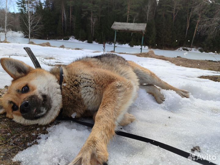 Метис Акита-ину