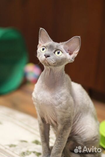 Котик Девон-рекс