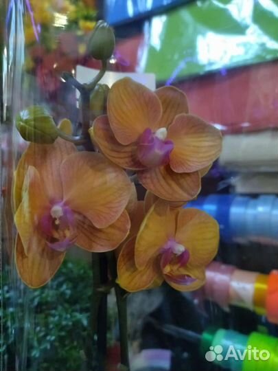 Орхидея фаленопсис редькие сорта