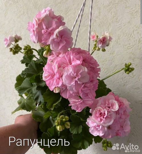 Пеларгония