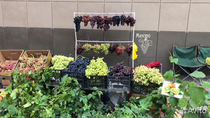 Виноград саженцы