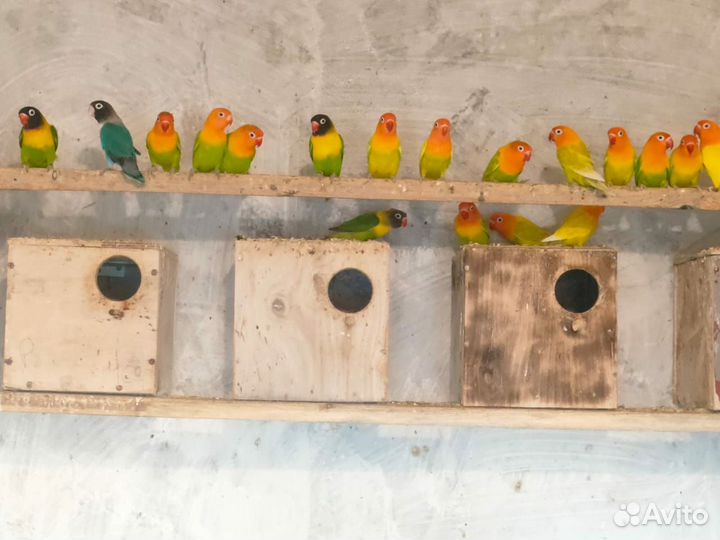 Попугаи различных пород,волнистые попугаи,кореллы