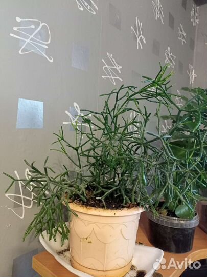 Комнатные цветы