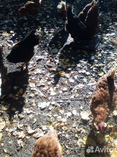 Куры несушки