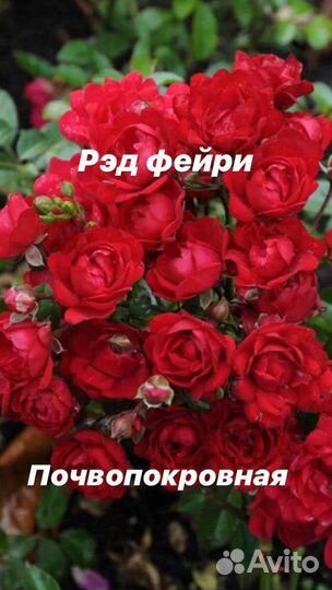 Розы на штамбе