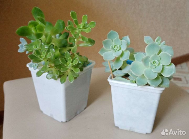 Суккуленты