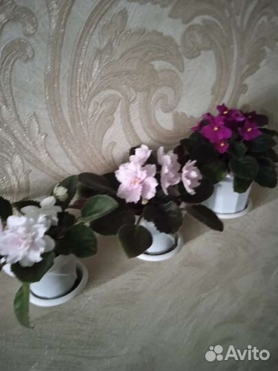 Сортовые фиалки